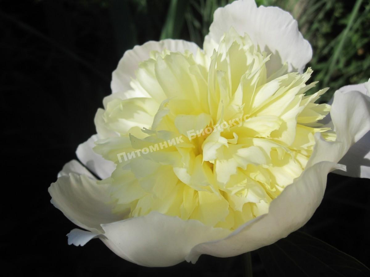 Пион травянистый Примавера