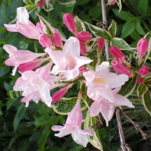 Вейгела гибридная Сплендид