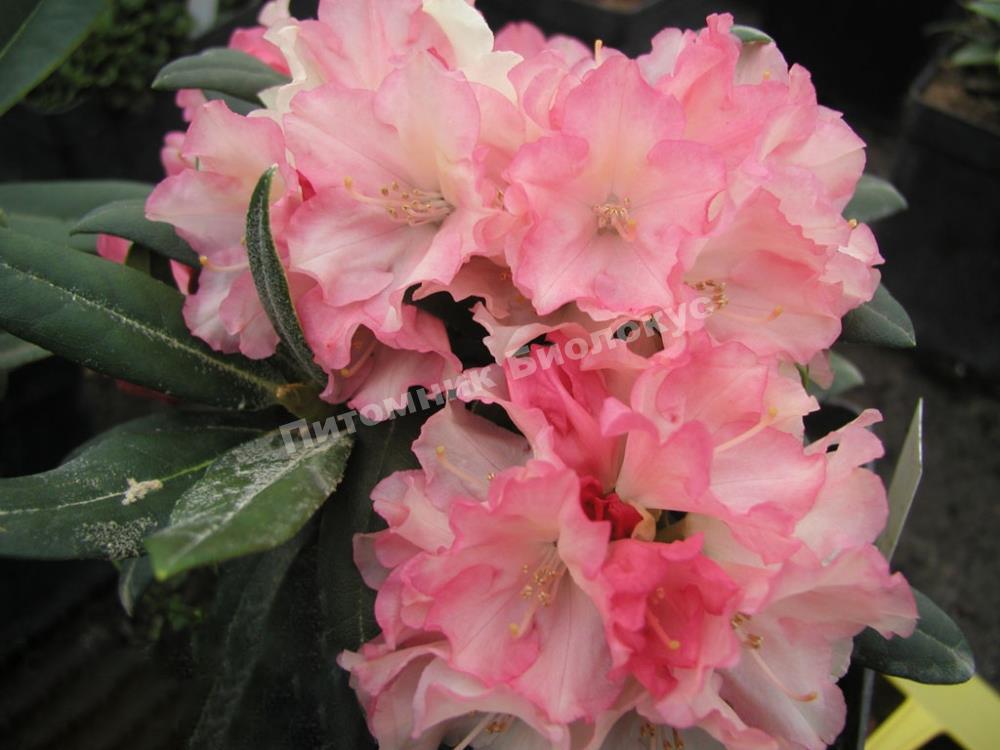 Рододендрон гибридный Лорелей
