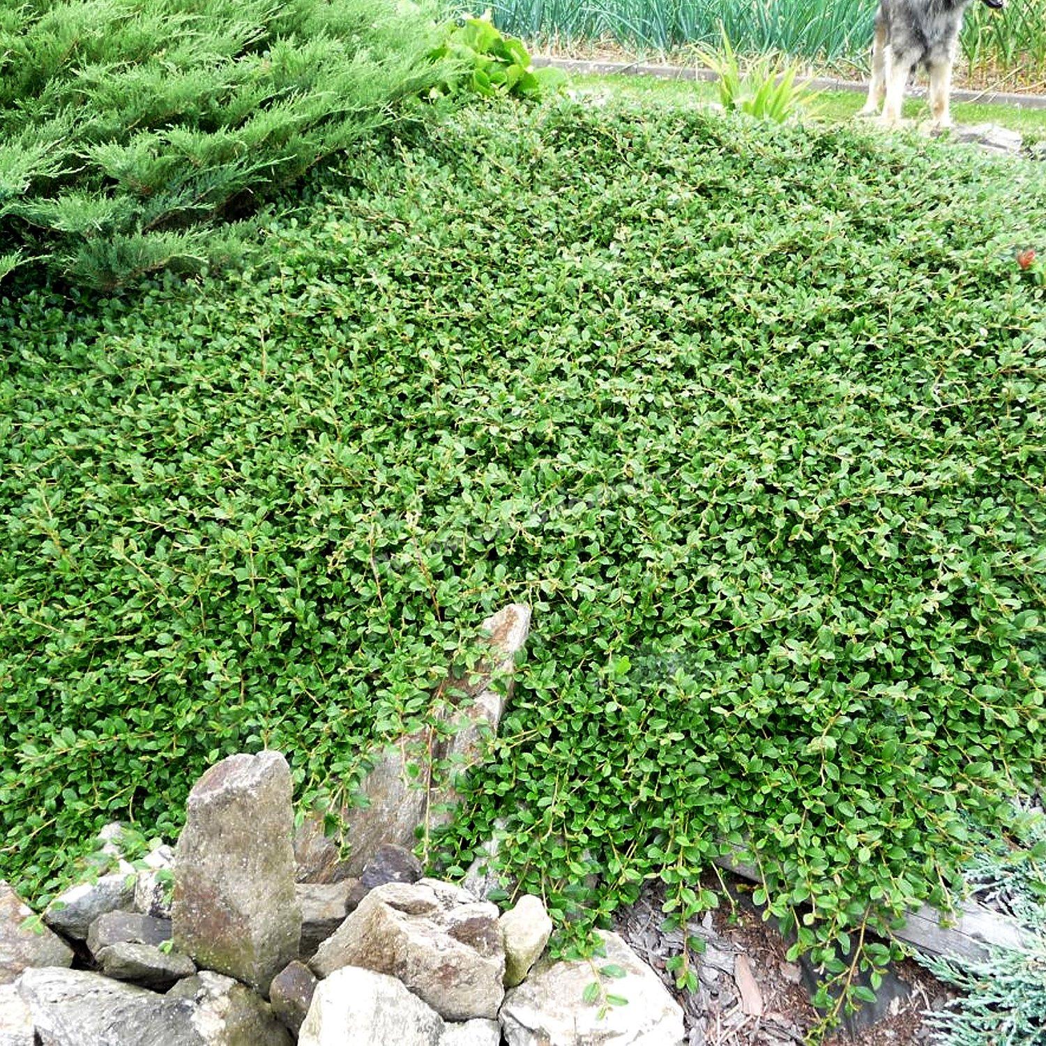 Кизильник даммера Эшхолц