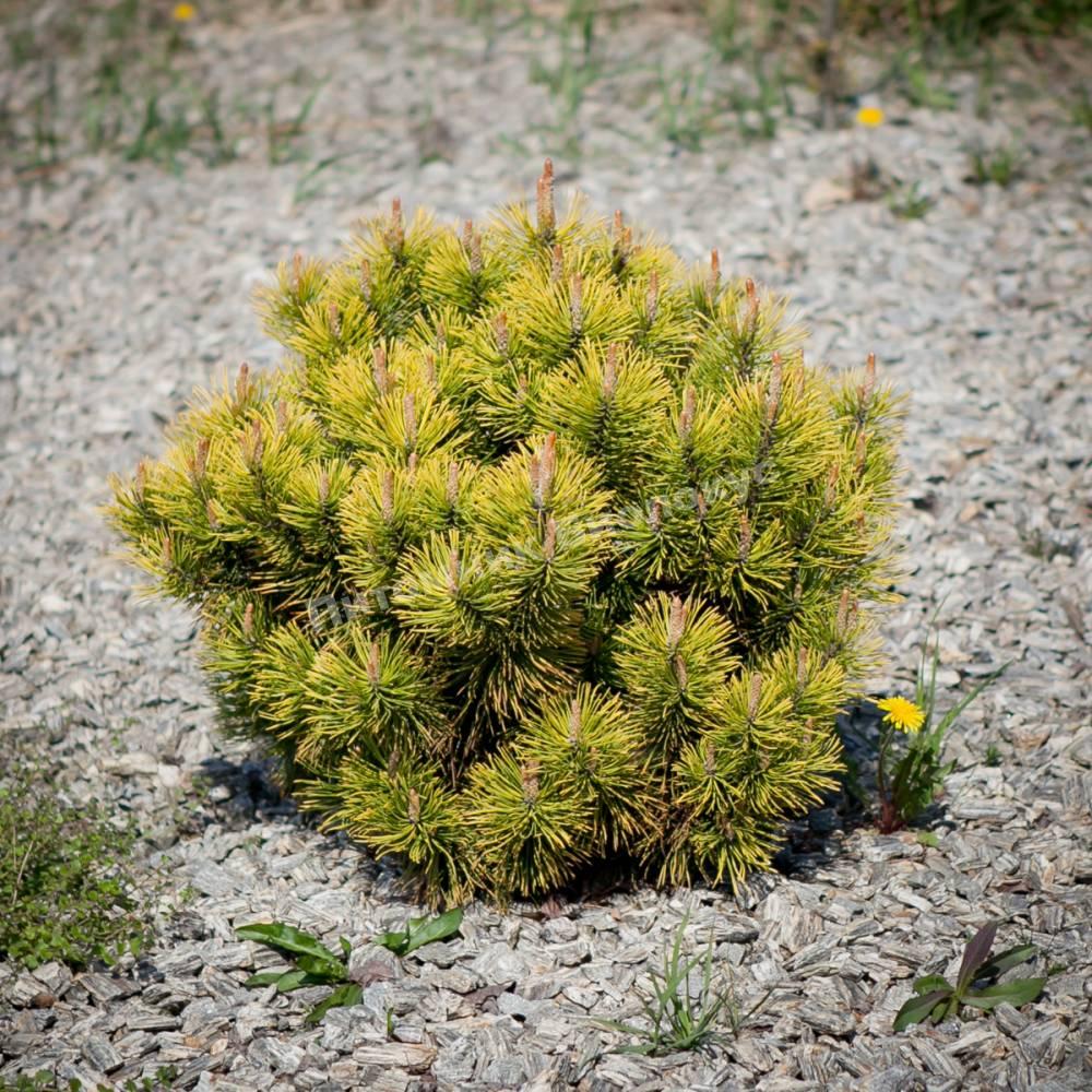 Сосна горная Голден Глоу