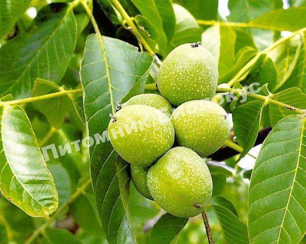 Грецкий орех Колесниковский