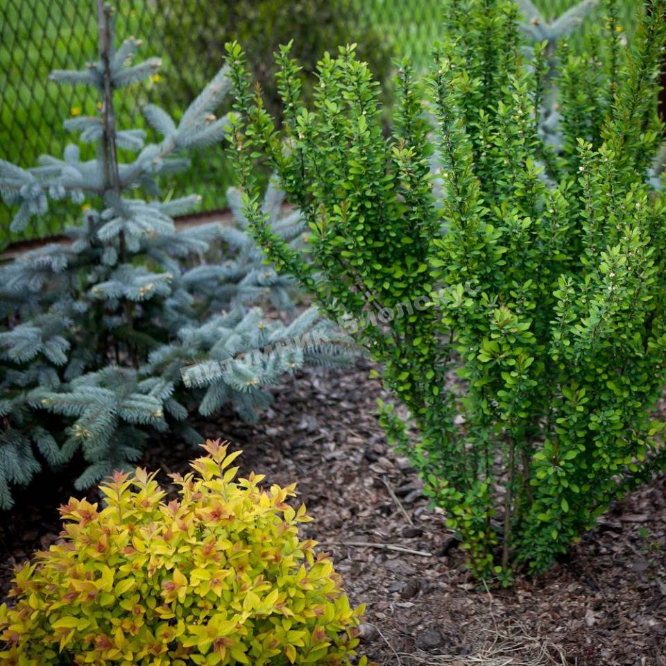 Барбарис Эректа