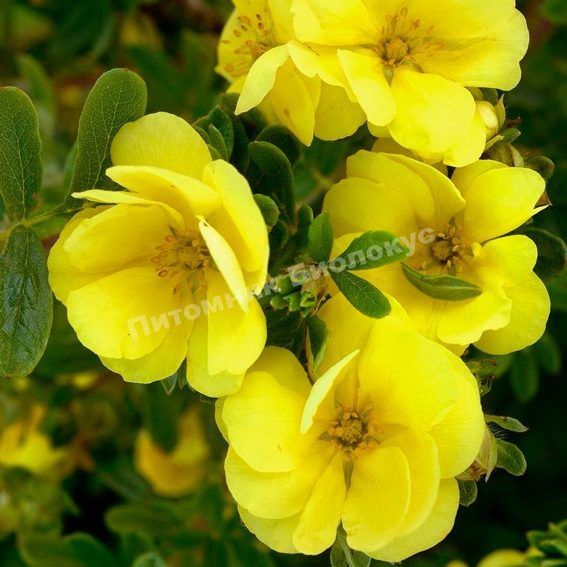 Лапчатка кустарниковая Голд Дроп