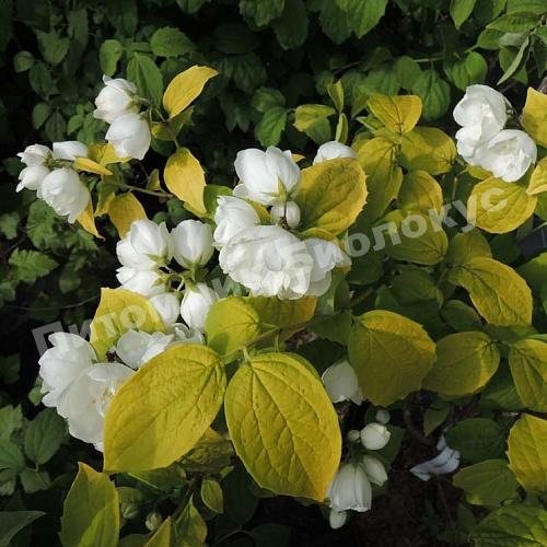 Жасмин гибридный Йеллоу Хилл