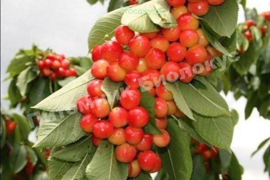 Черешня Юлия