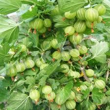 Крыжовник Берилл