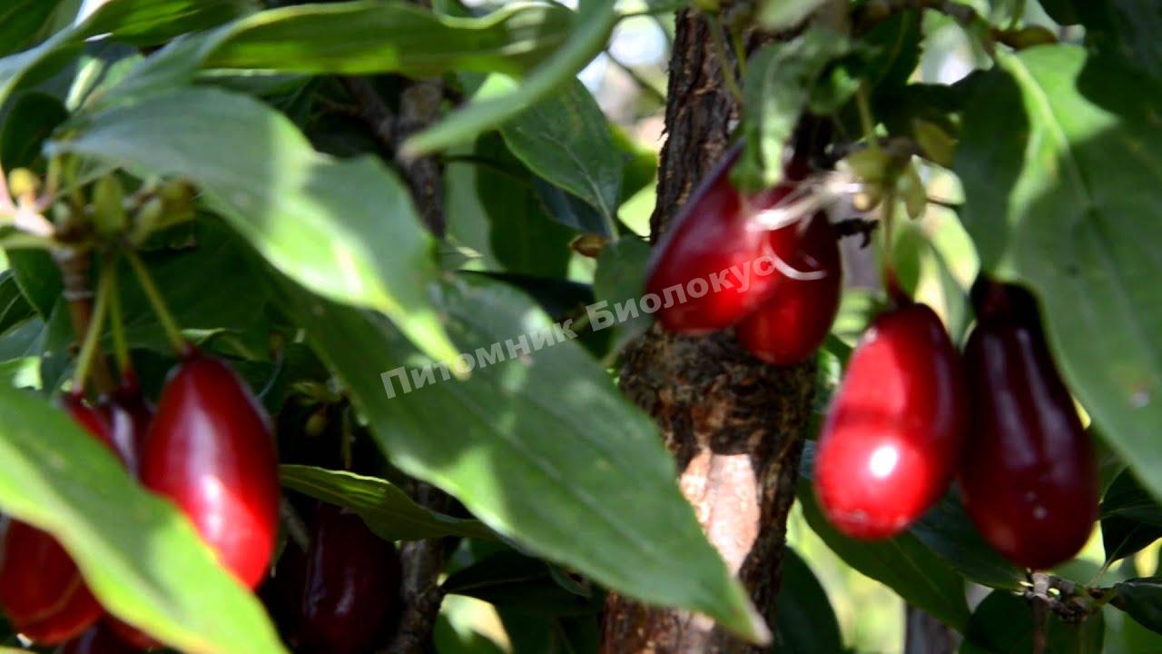 Кизильник первенец