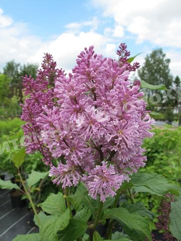 Сирень Престон Минуэт