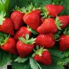 Клубника Мурано — фото сорта