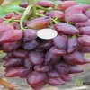 Виноград Дубовский розовый — фото сорта