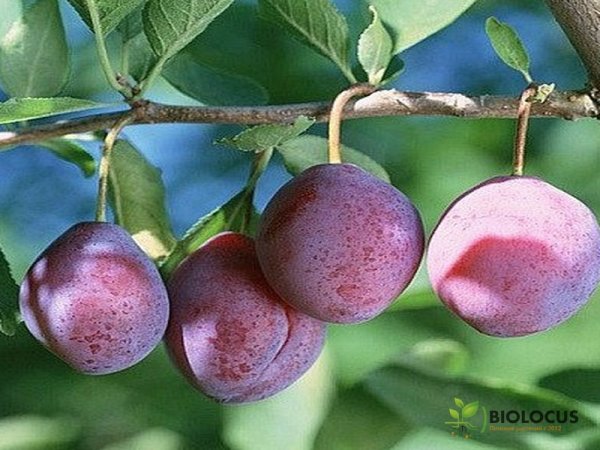 Слива Конфетная — фото сорта