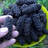 Ежевика Карака Блэк — фото сорта