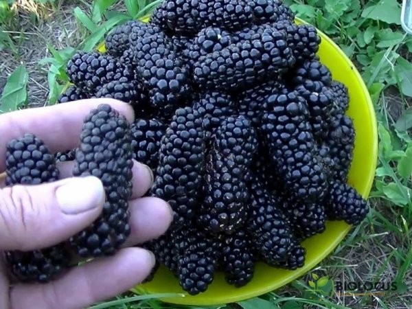Ежевика Карака Блэк — фото сорта