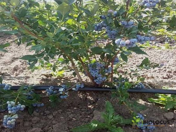 Голубика Легаси — фото сорта