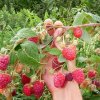 Малина Брянское диво — фото сорта