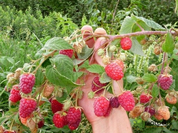 Малина Брянское диво — фото сорта