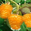 Малина Жёлтый гигант — фото сорта