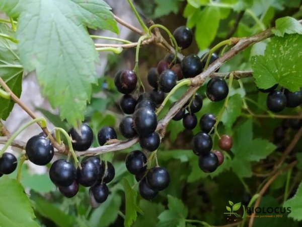 Смородина чёрная Перун — фото сорта