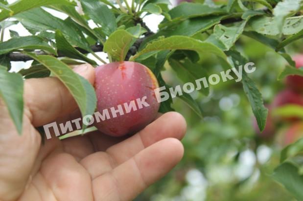 Алыча Обильная