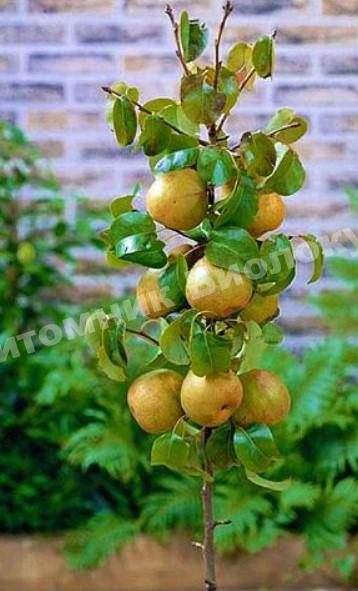 Груша колоновидная Дайсуле