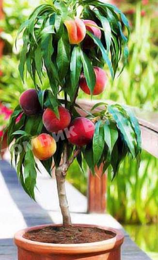 Персик колоновидный Перстень