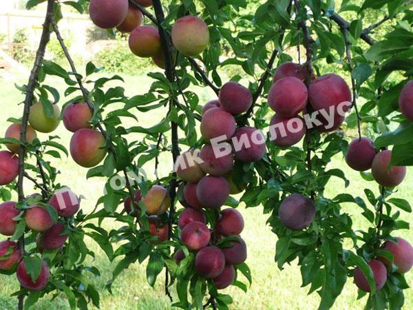 Алыча Путешественница