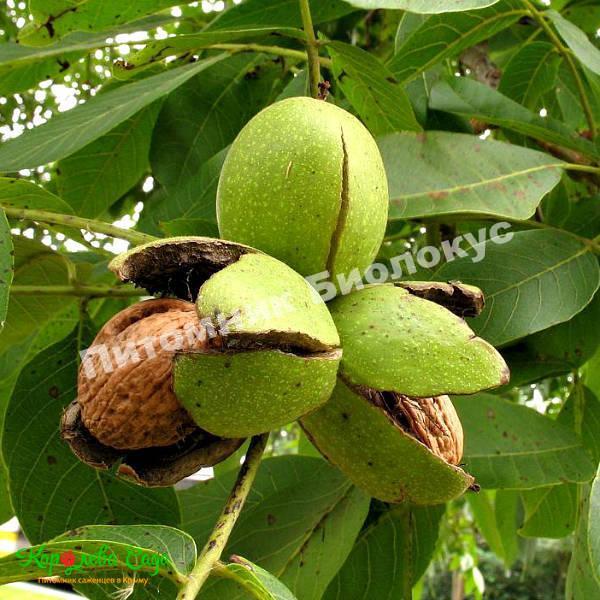 Грецкий орех Десертный