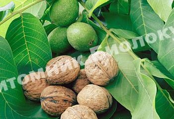 Грецкий орех Юбилейный