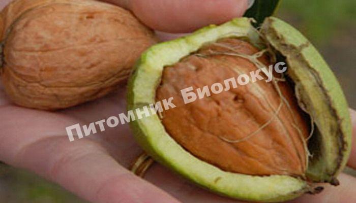 Грецкий орех Любимый Петросяна