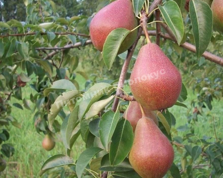 Груша колоновидная Г-1