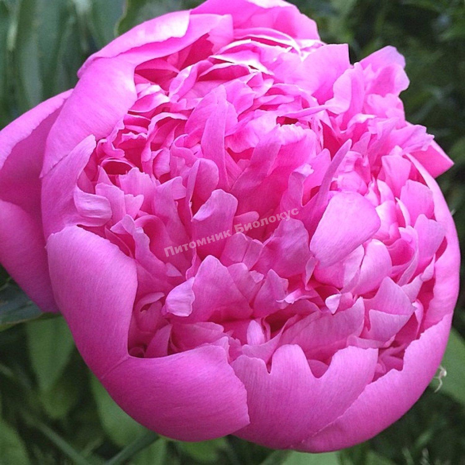 Пион травянистый Месье Жюль Эли