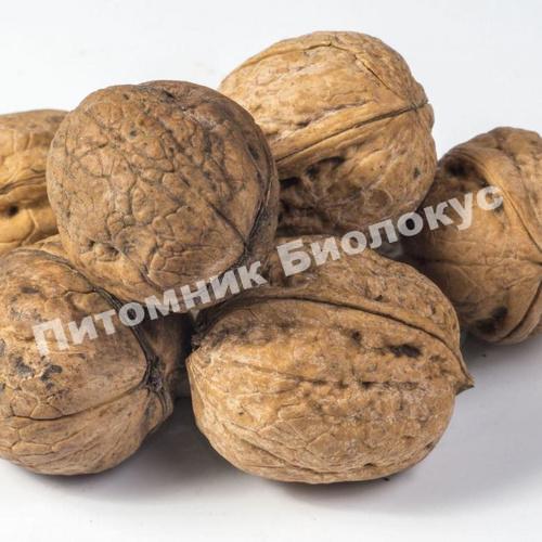 Грецкий орех Садко