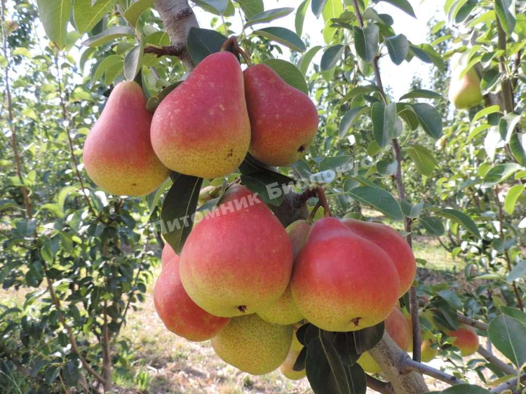 Груша колоновидная Г-5