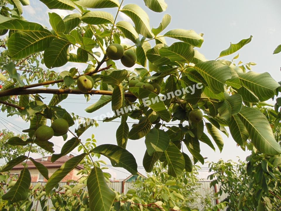 Грецкий орех Латерал луи Трифан