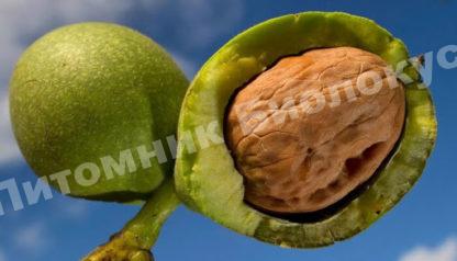 Грецкий орех Слобожанский