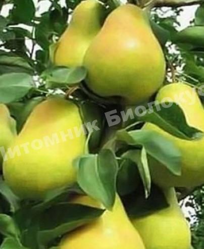 Груша колоновидная Диалог