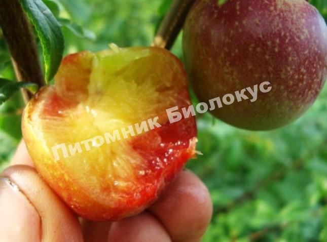 Алыча Видерзее