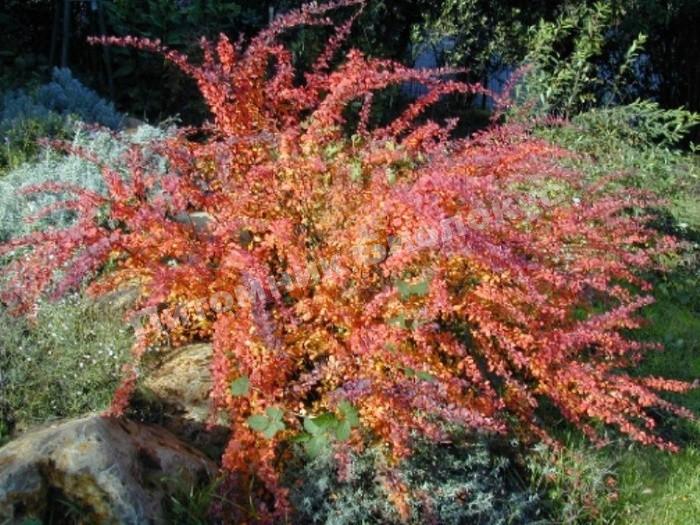 Барбарис оттавский Индиан Cаммер