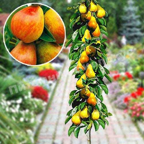 Колоновидная груша Бело-красная