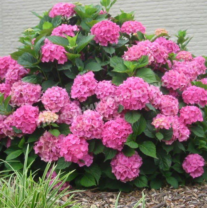 Гортензия крупнолистовая Розит