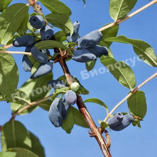 Жимолость камчатская  Атут