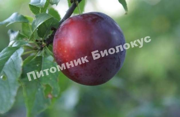 Алыча Глобус