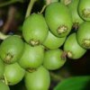 Актинидия аргута Урожайная
