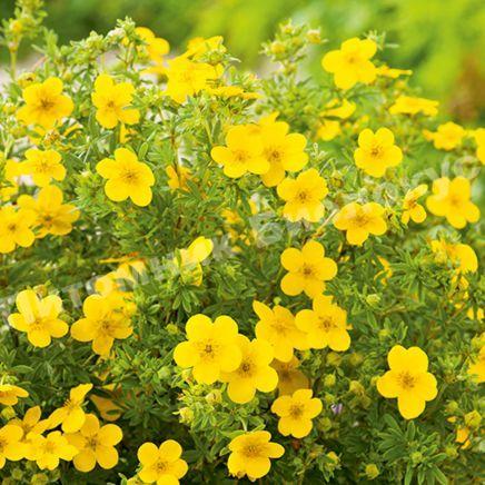 Лапчатка кустарниковая Голдфингер