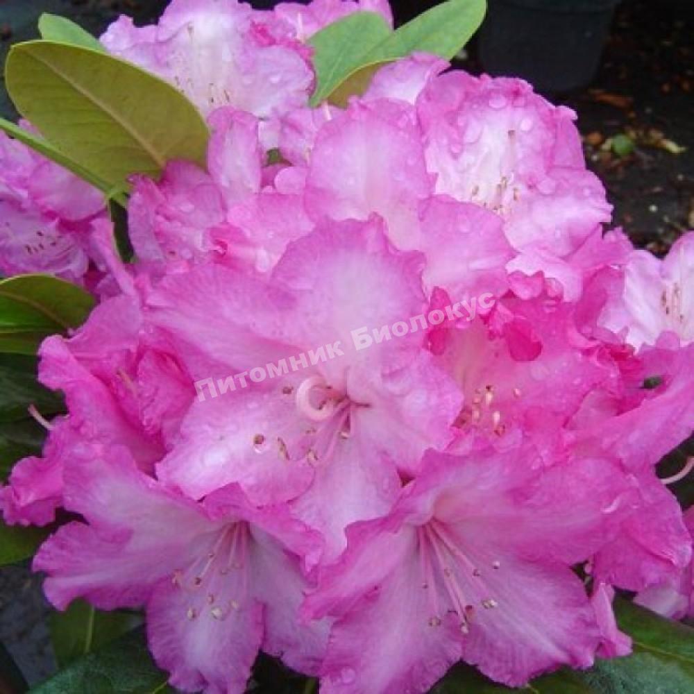 Рододендрон якушиманский Блюретта