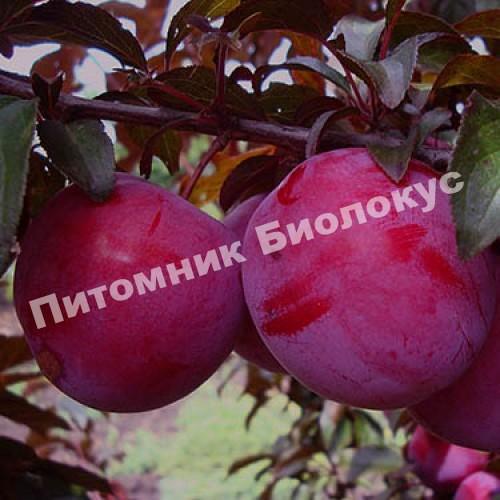 Алыча Морозостойкая