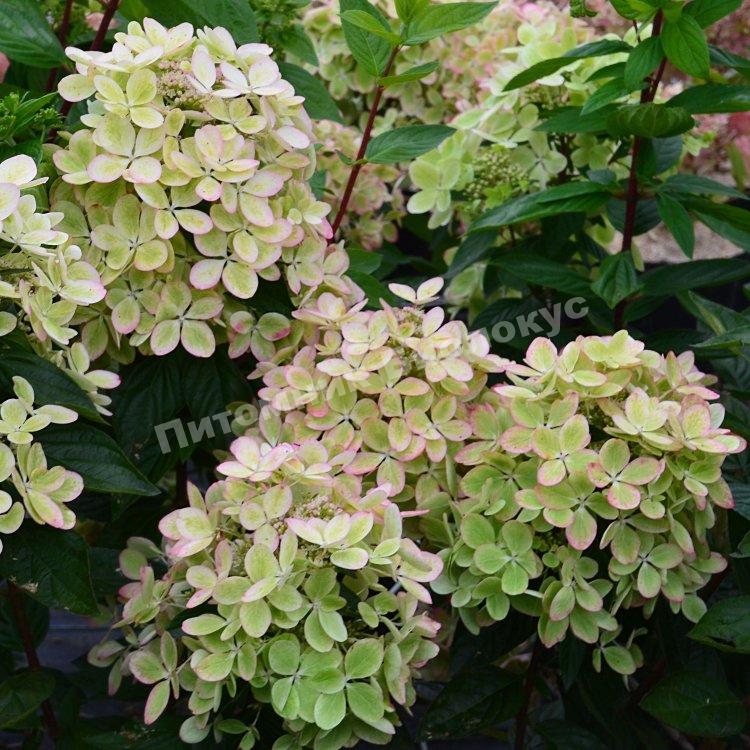 Гортензия Метельчатая Пастель Грин