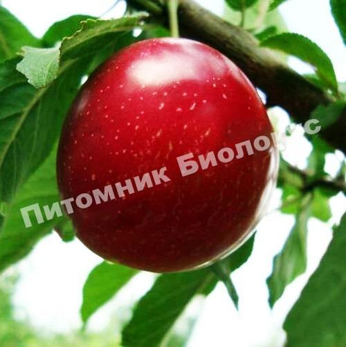 Алыча Оленька