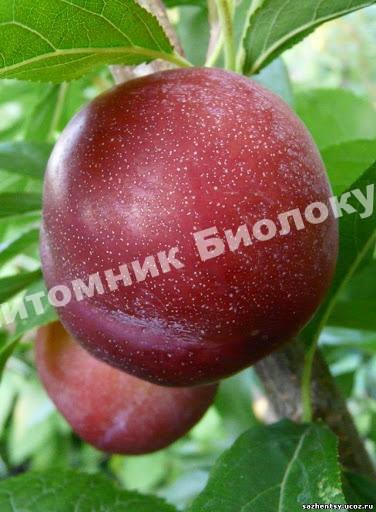 Алыча Аленушка